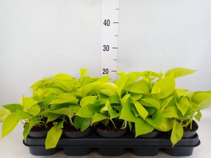Epipremnum pinn. 'Golden Pothos'