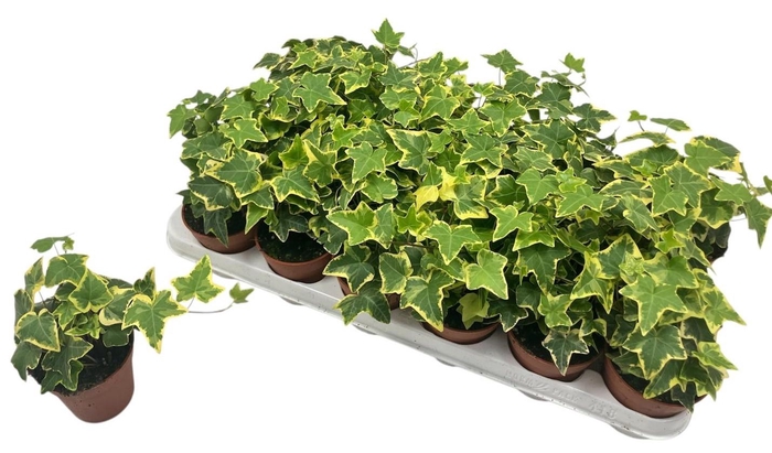 <h4>HED HE GOLDCHILD</h4>