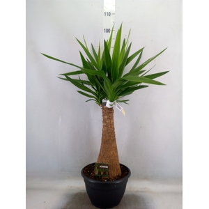 Yucca elephantipes   ...