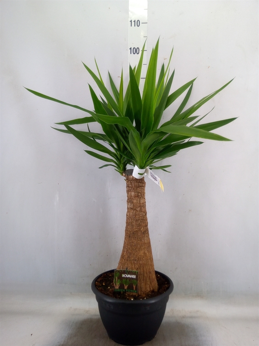 <h4>Yucca elephantipes   ...</h4>