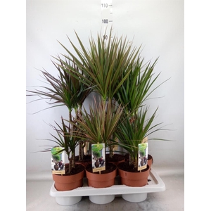 Dracaena   ...mix
