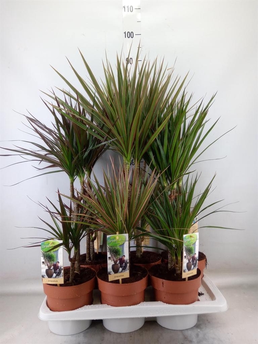<h4>Dracaena   ...mix</h4>