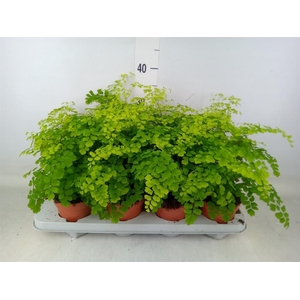 Adiantum raddi. 'Fragrans'