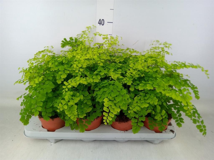 <h4>Adiantum raddi. 'Fragrans'</h4>