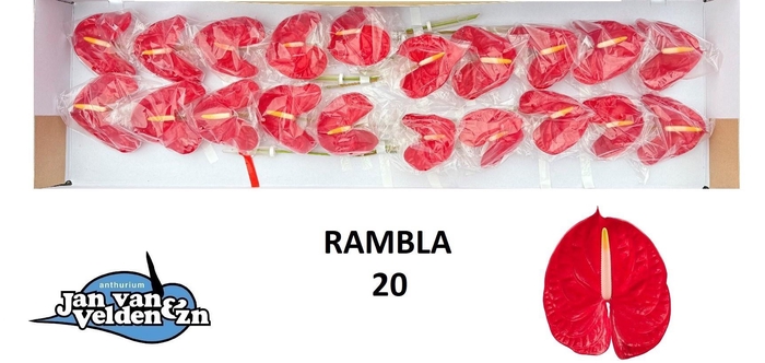 <h4>ANTH A RAMBLA</h4>
