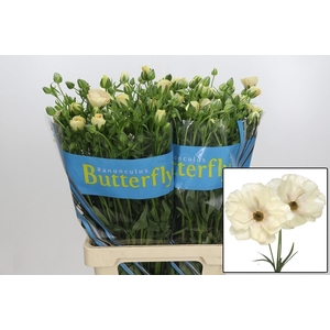 RAN BUTTERFLY KERAMO