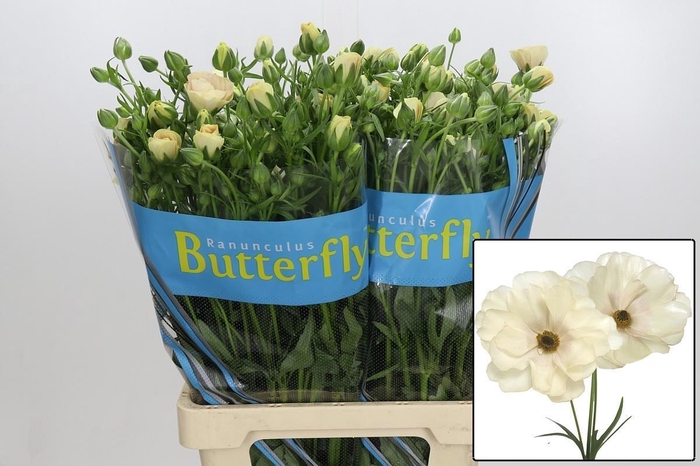 <h4>RAN BUTTERFLY KERAMO</h4>