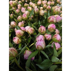 Paeonia L Sarah Bernhardt 50 Cm