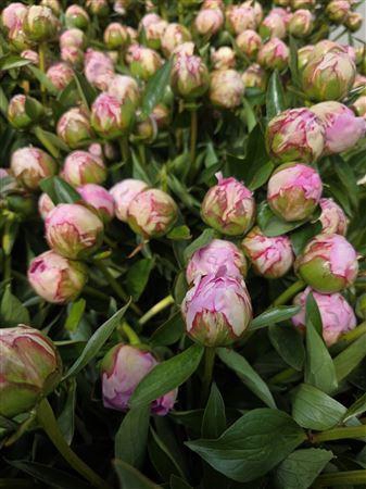 <h4>Paeonia L Sarah Bernhardt 50 Cm</h4>