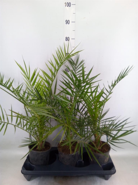 <h4>Phoenix canariensis</h4>