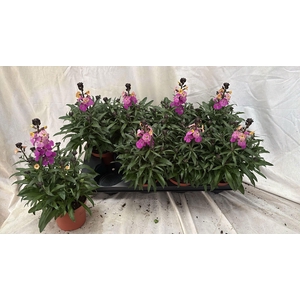 ERYS LEY PURPLE GLOW