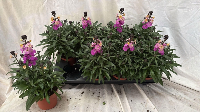 <h4>ERYS LEY PURPLE GLOW</h4>