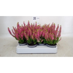 Calluna vulg. 'Beauty L'  ..mix