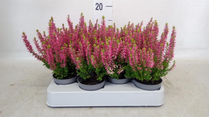 <h4>Calluna vulg. 'Beauty L'  ..mix</h4>