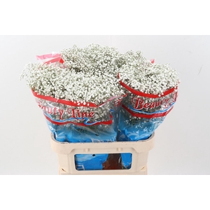 Gyps Pa Beauty Bride 25gr