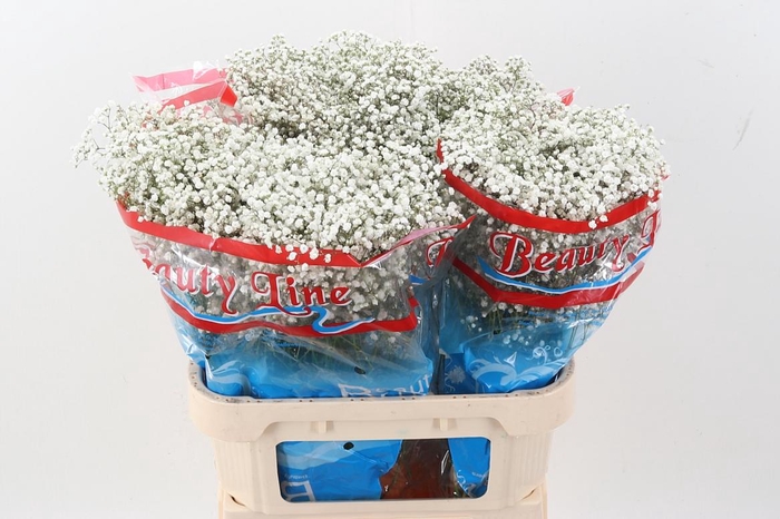 <h4>Gyps Pa Beauty Bride 25gr</h4>