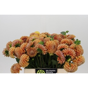 Dahlia Cornel Bronze