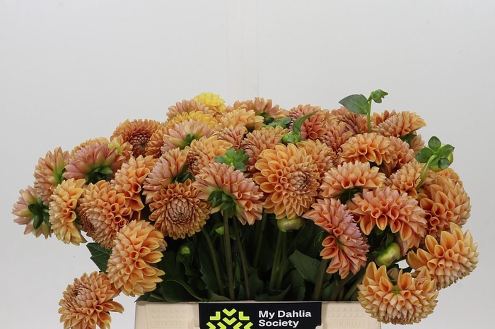<h4>Dahlia Cornel Bronze</h4>