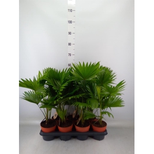 Livistona rotundifolia