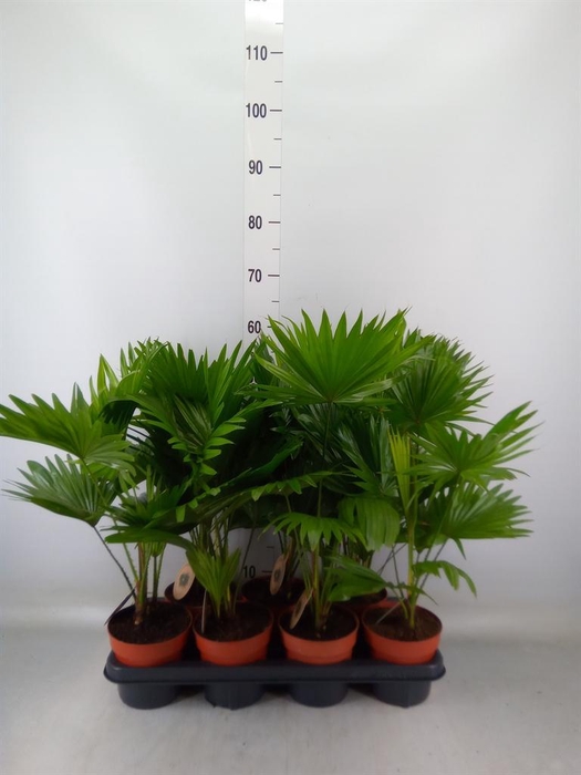 <h4>Livistona rotundifolia</h4>