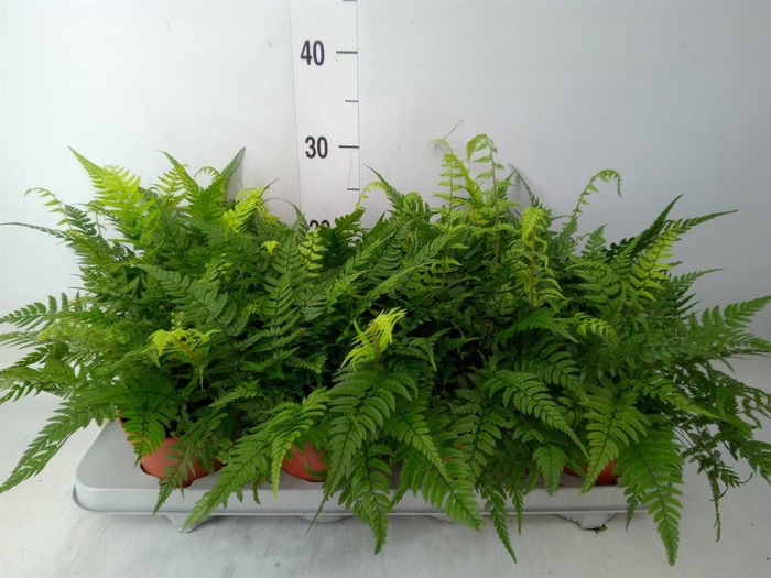 <h4>Athyrium   ...</h4>