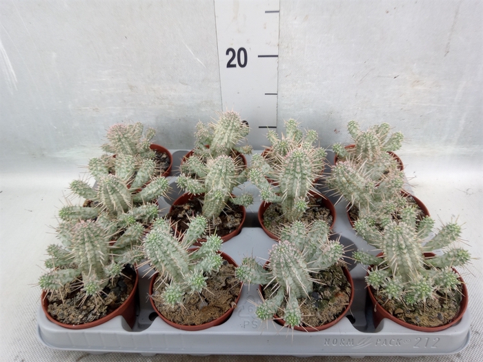 Euphorbia mammillaris