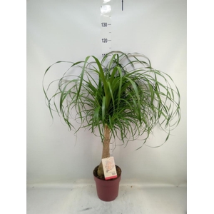 Beaucarnea recurvata