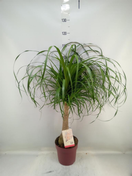 <h4>Beaucarnea recurvata</h4>