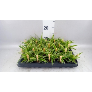 Chlorophytum com. 'Ocean'