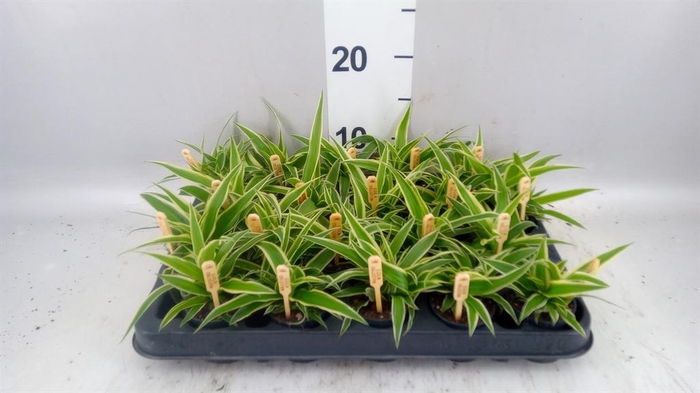 <h4>Chlorophytum com. 'Ocean'</h4>