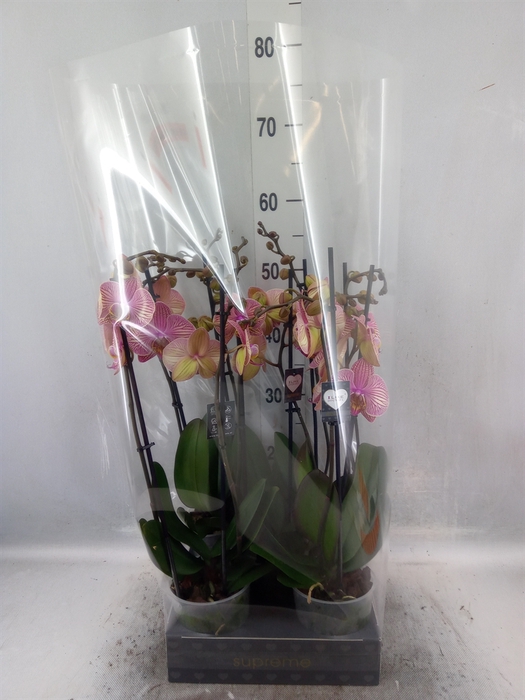 <h4>Phalaenopsis  'Jupiter'</h4>