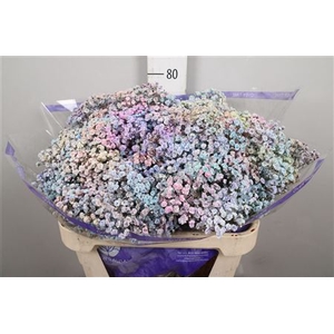 Gyps Rainbow Pastel Mixed In Stem