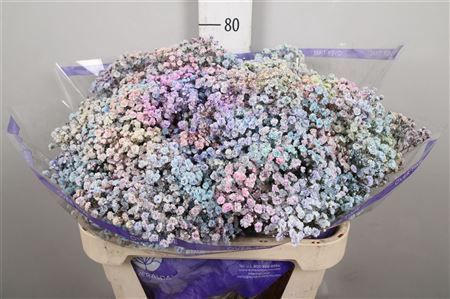 <h4>Gyps Rainbow Pastel Mixed In Stem</h4>
