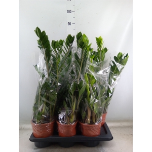 Zamioculcas zamiifolia