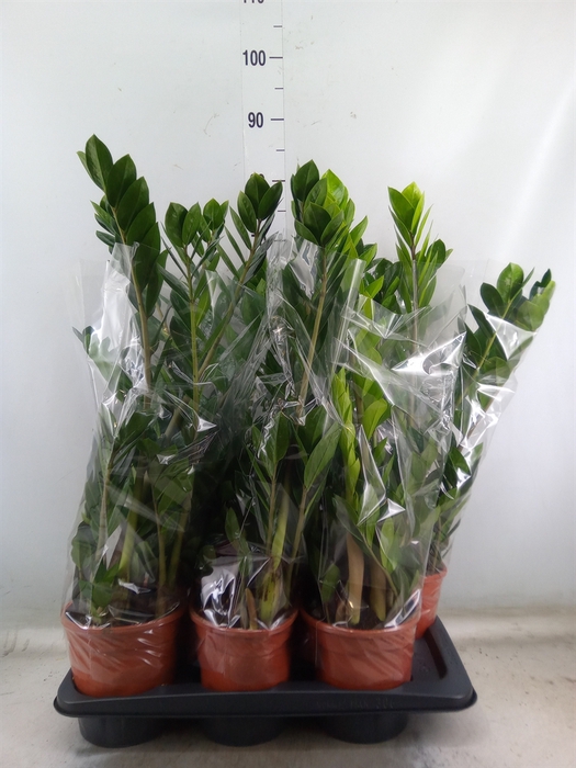 <h4>Zamioculcas zamiifolia</h4>