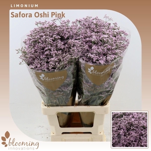 Limonium Safora Oshi Pink