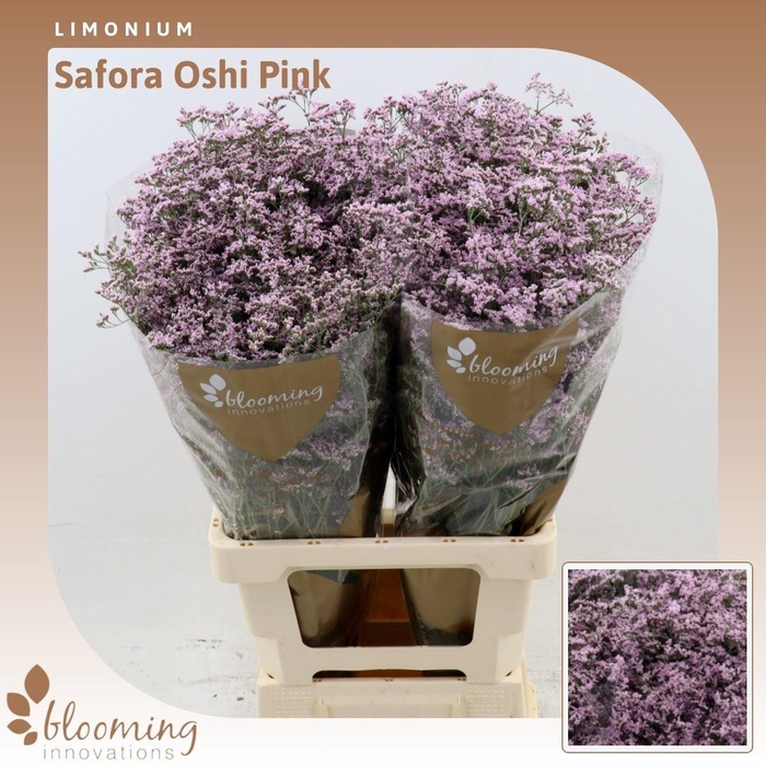 <h4>Limonium Safora Oshi Pink</h4>