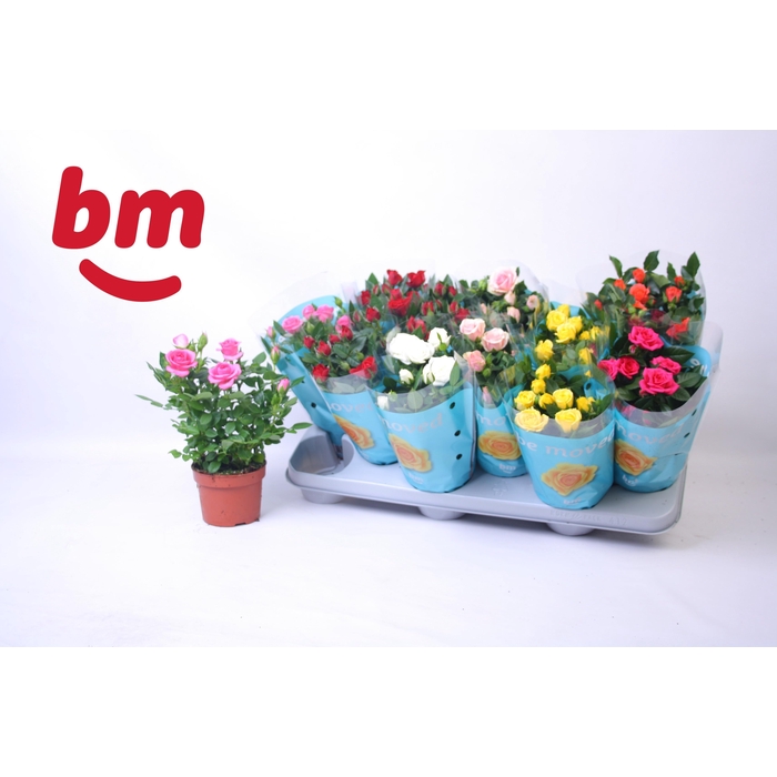 <h4>RO B MONDE GEM</h4>