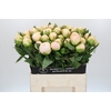 Paeonia Mothers Choice