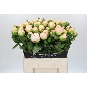 Paeonia Mothers Choice