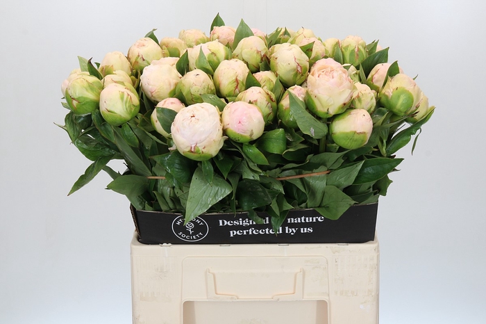<h4>Paeonia Mothers Choice</h4>