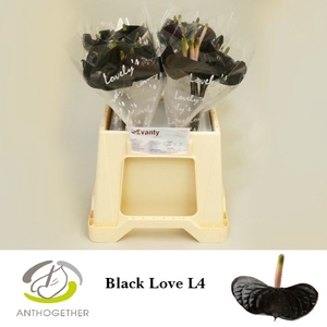 Anthurium Black Love