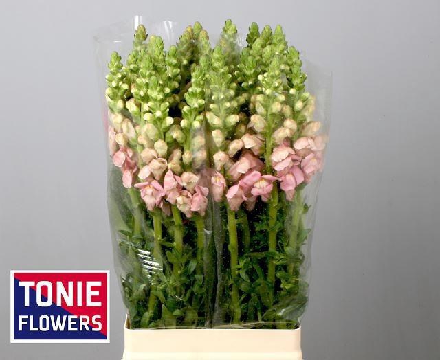 <h4>Antir Legend Pink</h4>