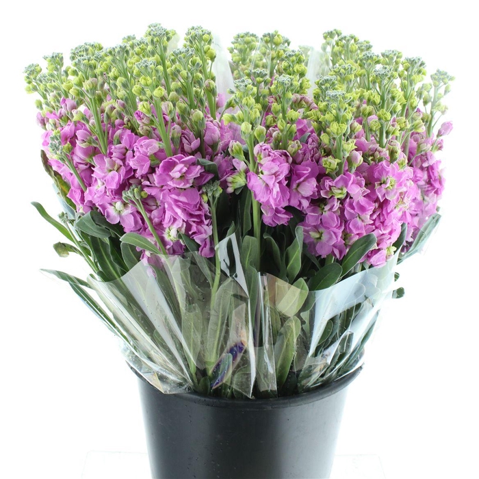 <h4>Matth Incana Iron Pink</h4>