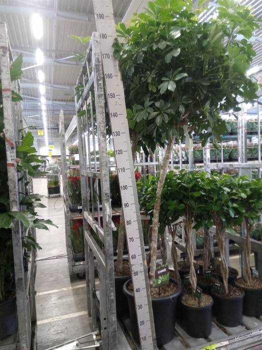 <h4>Schefflera arbor. 'Compacta'</h4>