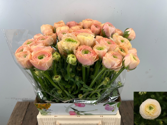 <h4>RAN SU GRAND PASTEL</h4>