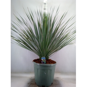 Yucca rostrata