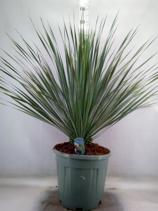 <h4>Yucca rostrata</h4>
