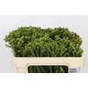 Kaaps Groen Baubles Young