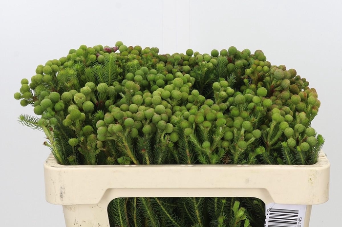 Kaaps Groen Baubles Young